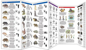 Animal Tracks